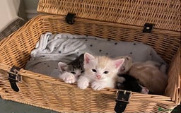 Ragdoll cats for sale: Ragdoll X Kittens for Loving Forever Homes - Image 15