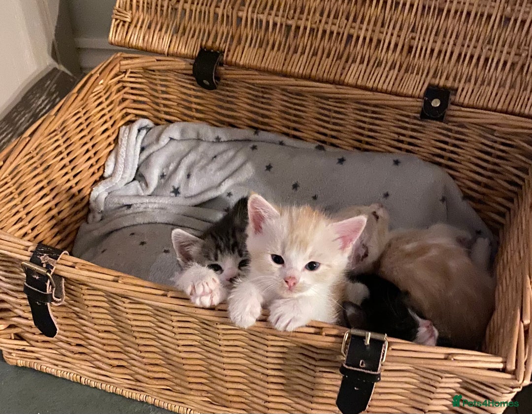 Ragdoll cats for sale: Ragdoll X Kittens for Loving Forever Homes - Image 15