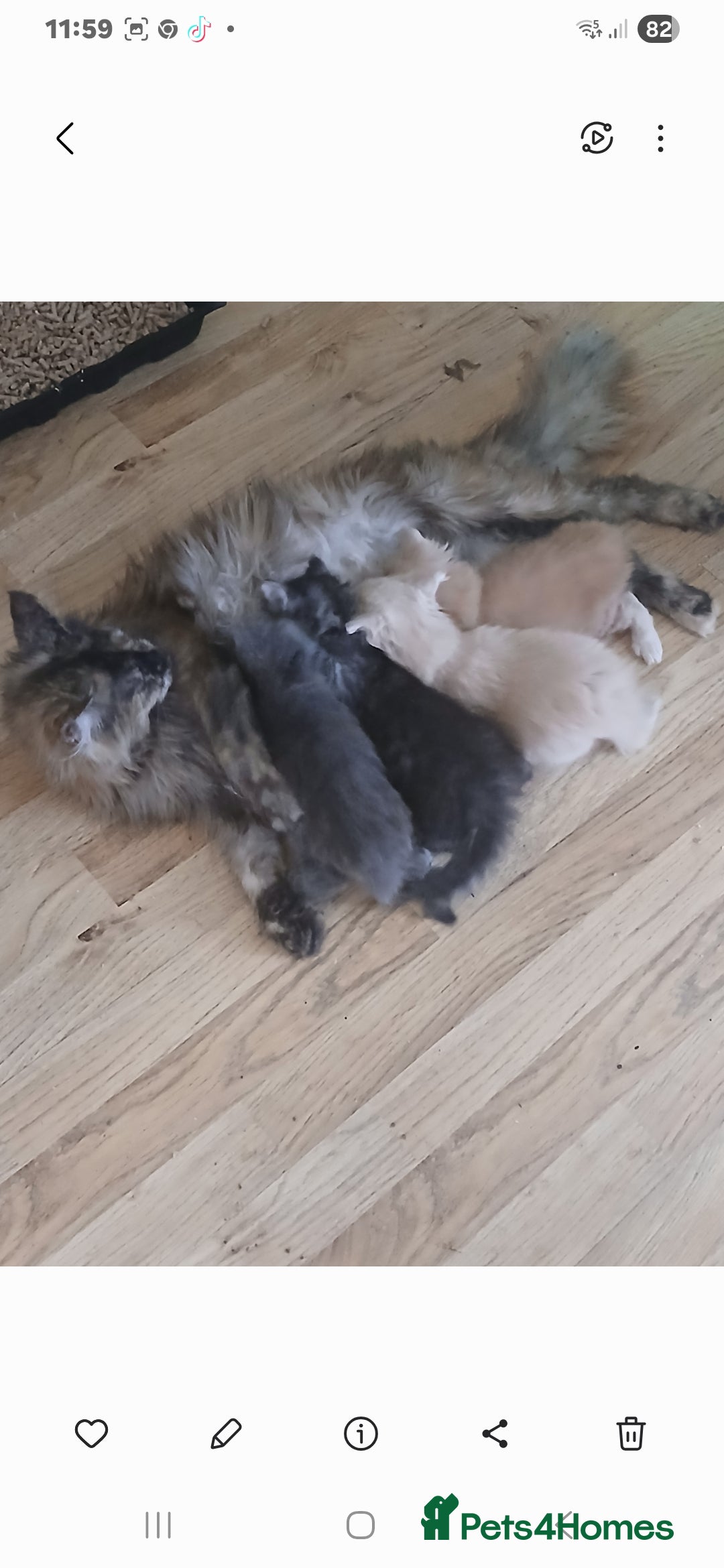 Mixed Breed cats for sale: Maine Coon crossed with Ragdoll ( Ragcoon )  - Image 14