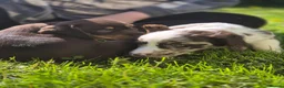 Cockerdor dogs for sale: F1b cockerdors - Advert 10