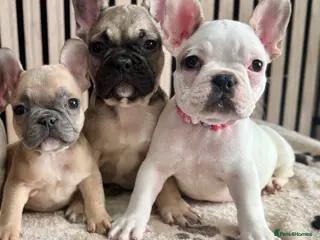 French Bulldog dogs KC REGISTER FRENCH BULLDOGS 🐶 - Advert 11