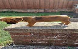Mixed Breed dogs for sale: Jack Russell x Boarder Terrier girl pup - Image 2