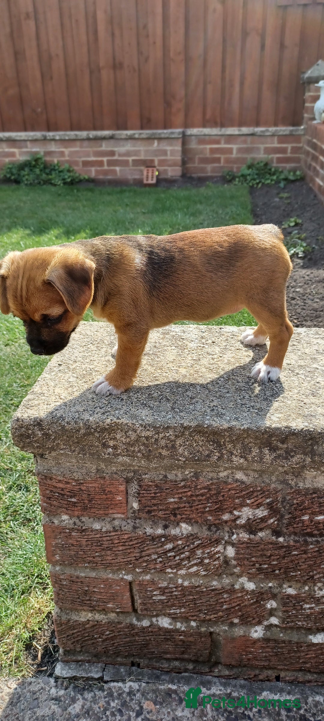 Mixed Breed dogs for sale: Jack Russell x Boarder Terrier girl pup - Image 2