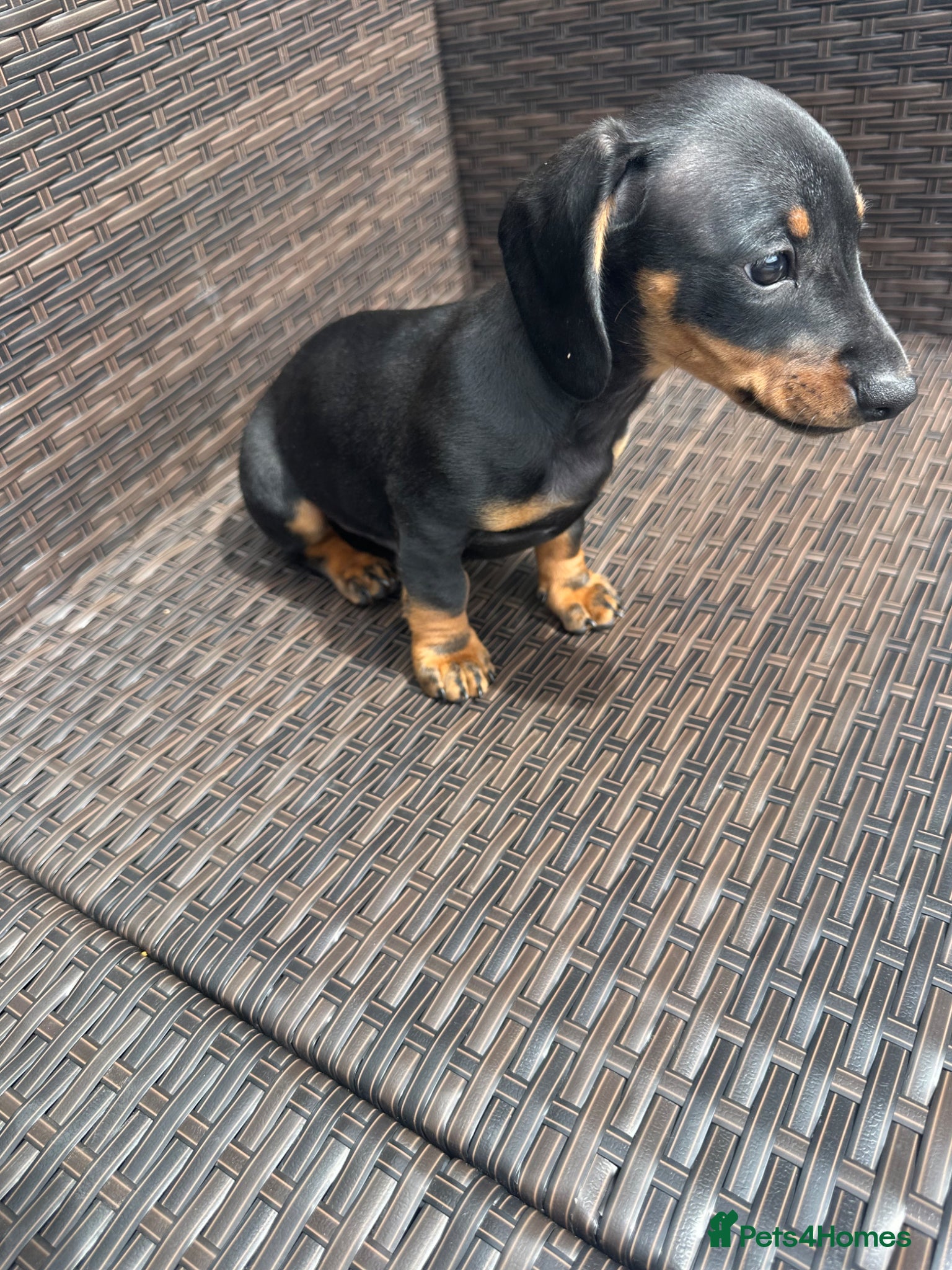 Miniature Dachshund dogs Miniature Dachshund  - Advert 11