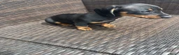 Miniature Dachshund dogs for sale: Miniature Dachshund  - Advert 2