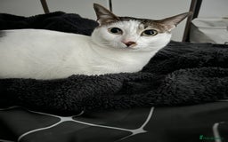 Mixed Breed cats for sale: 💔 Heartbreaking Rehoming – Manchester - Image 9