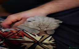British Shorthair cats for sale: Cute British Shorthair Kittens - Image 10