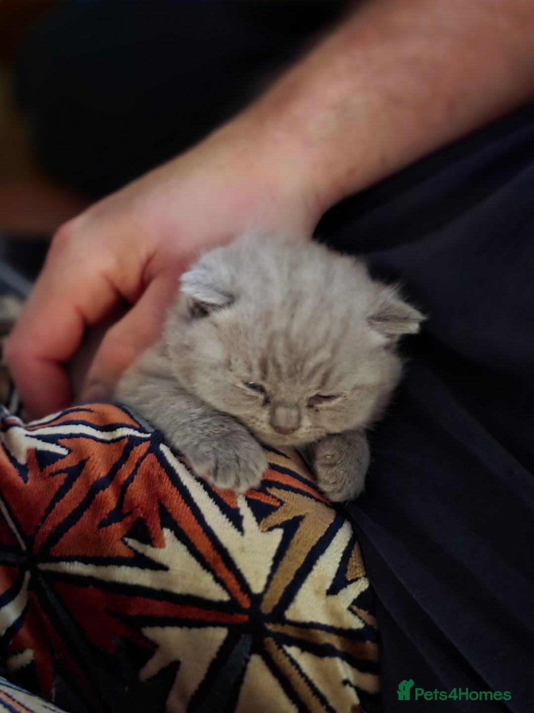 British Shorthair cats for sale: Cute British Shorthair Kittens - Image 10