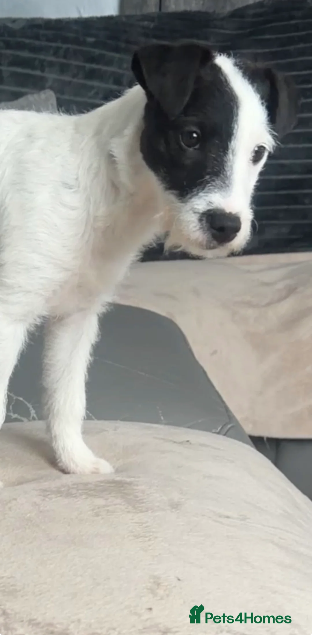 Parson Russell dogs for sale: Parson Pup - Advert 13