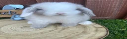 Mini Lop rabbits for sale: Beautiful purebred mini lops ready to reserve  - Advert 18