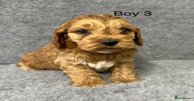Cockapoo dogs - Advert 16