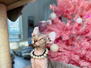 Sphynx cats 🌟 Stunning Sphynx & Elf Kittens - Advert 6