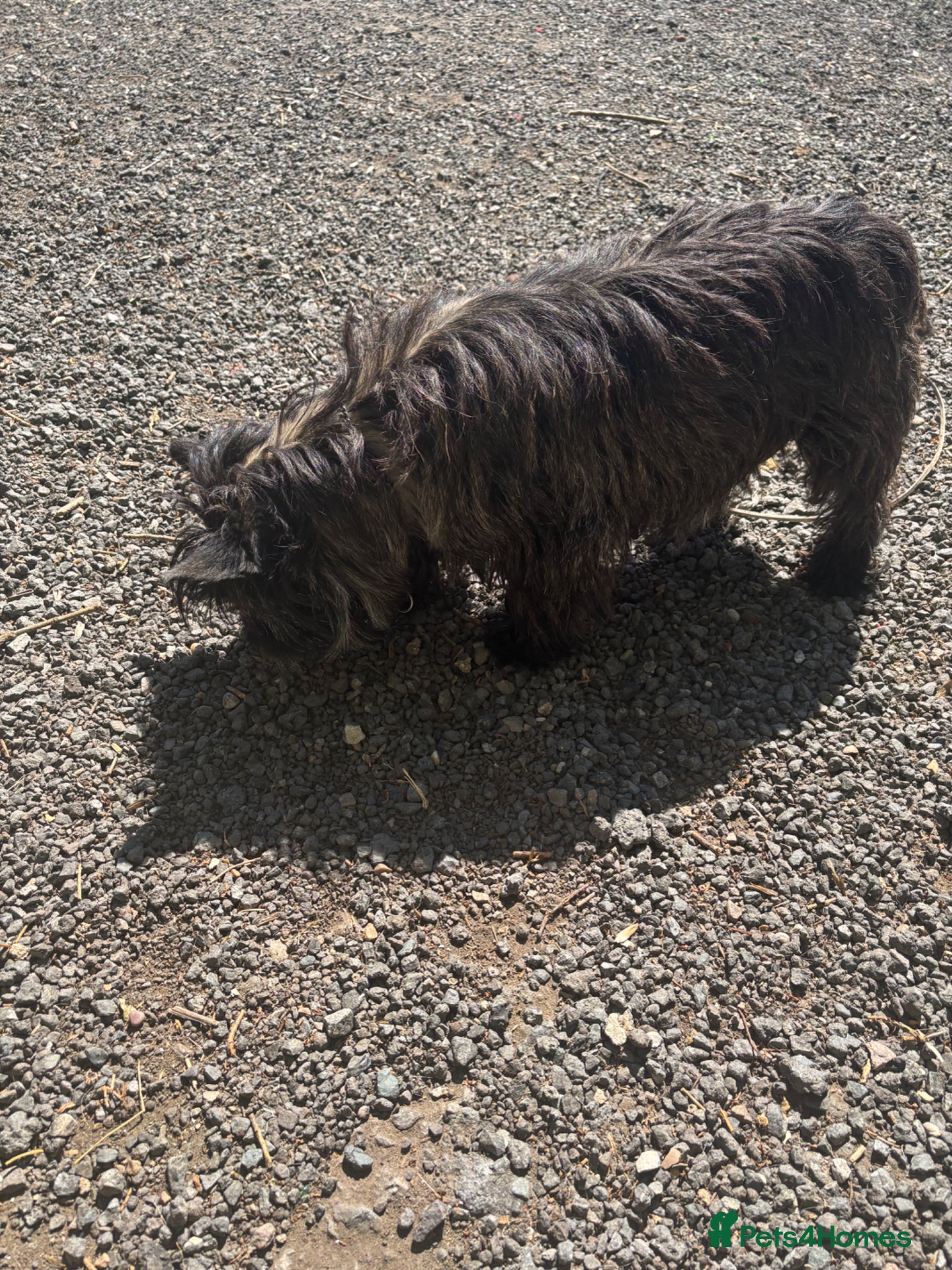 Cairn Terrier dogs Litter of KC registered Cairn Terriers - Advert 2