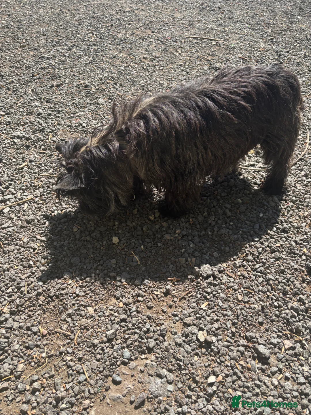 Cairn Terrier dogs for sale: Litter of KC registered Cairn Terriers in Grantham - Advert 1