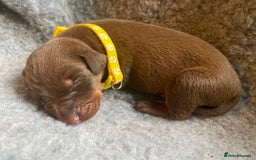 Dobermann dogs for sale: KC REGISTERED DOBERMAN PUPS - Image 25