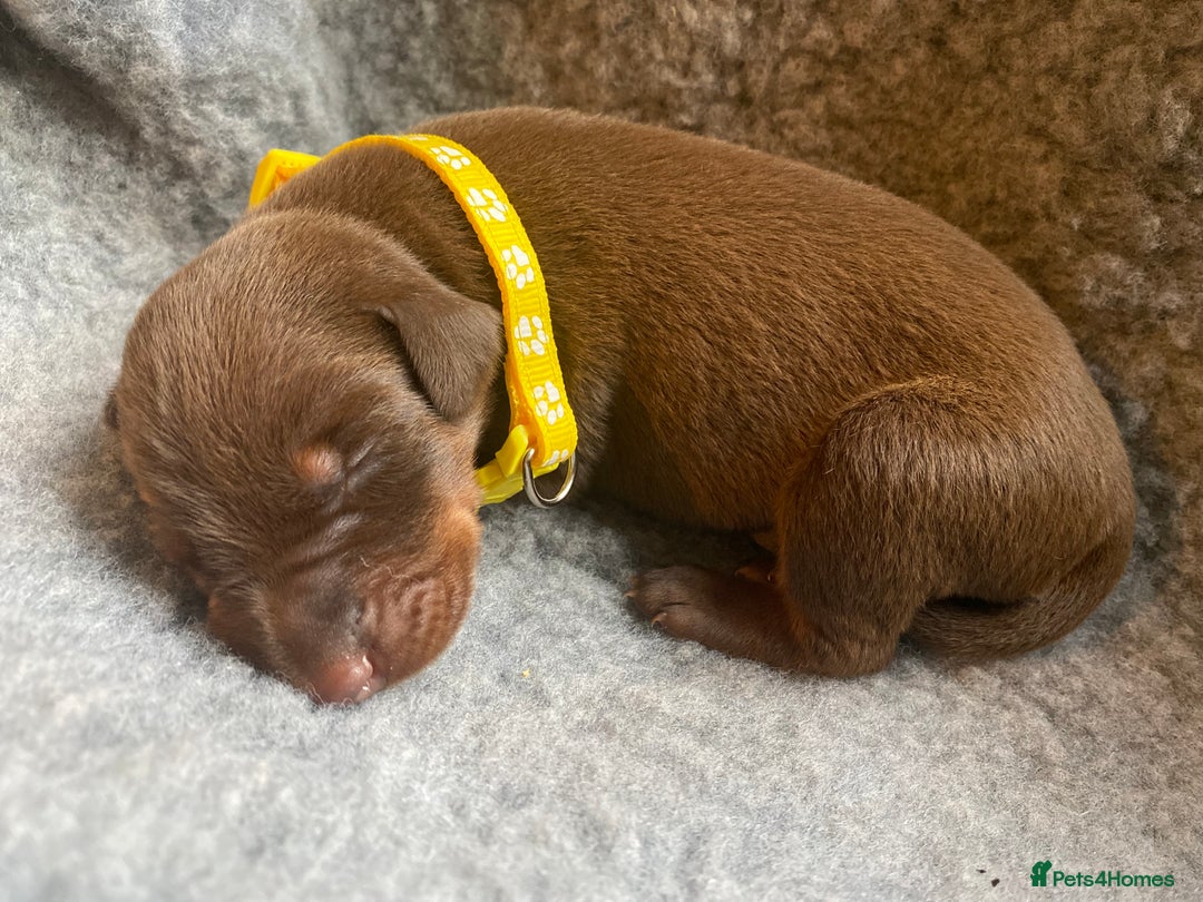 Dobermann dogs for sale: KC REGISTERED DOBERMAN PUPS - Image 25