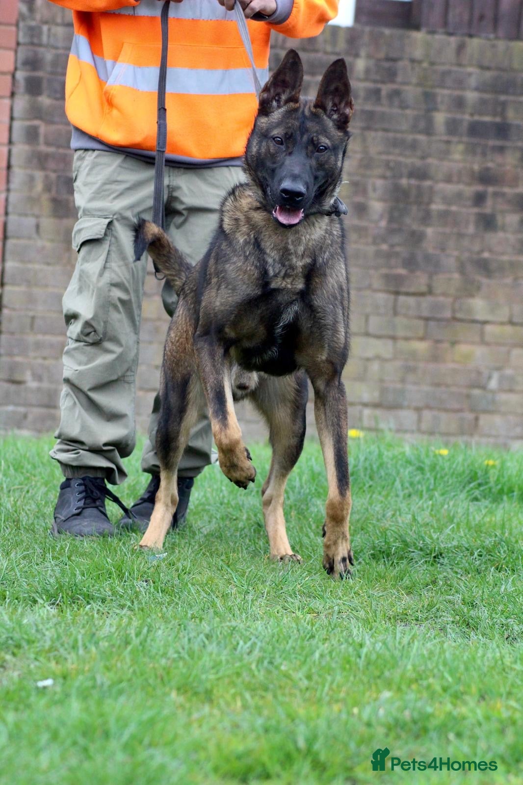 Belgian Shepherd Dog dogs Lovely Dutch for sale  - Advert 8