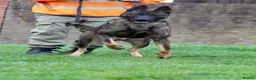 Belgian Shepherd Dog dogs for sale: Lovely Dutch for sale  - Advert 1