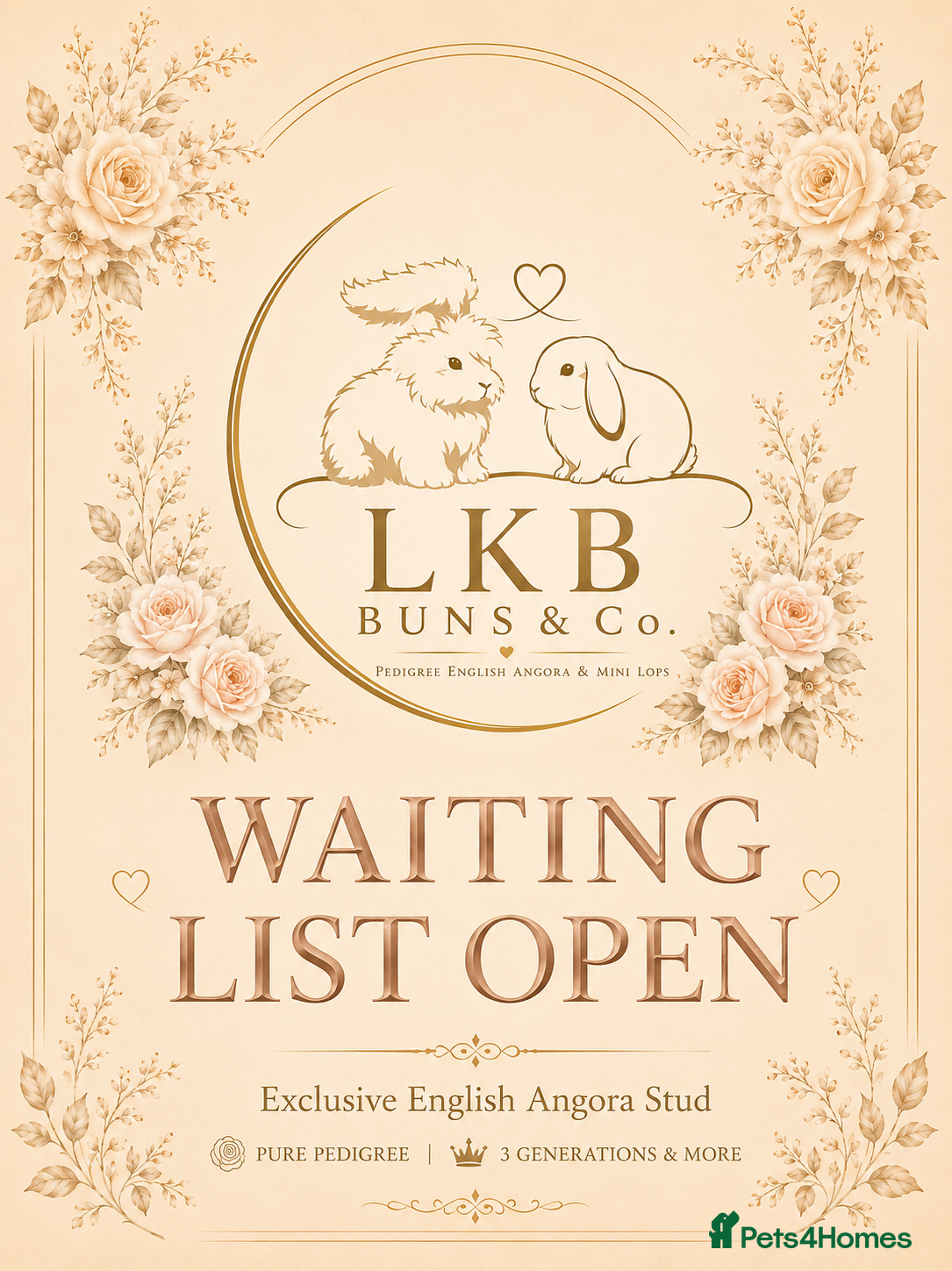 Angora rabbits 🌟 PUREBRED ENGLISH ANGORAS 🌟 - Advert 15