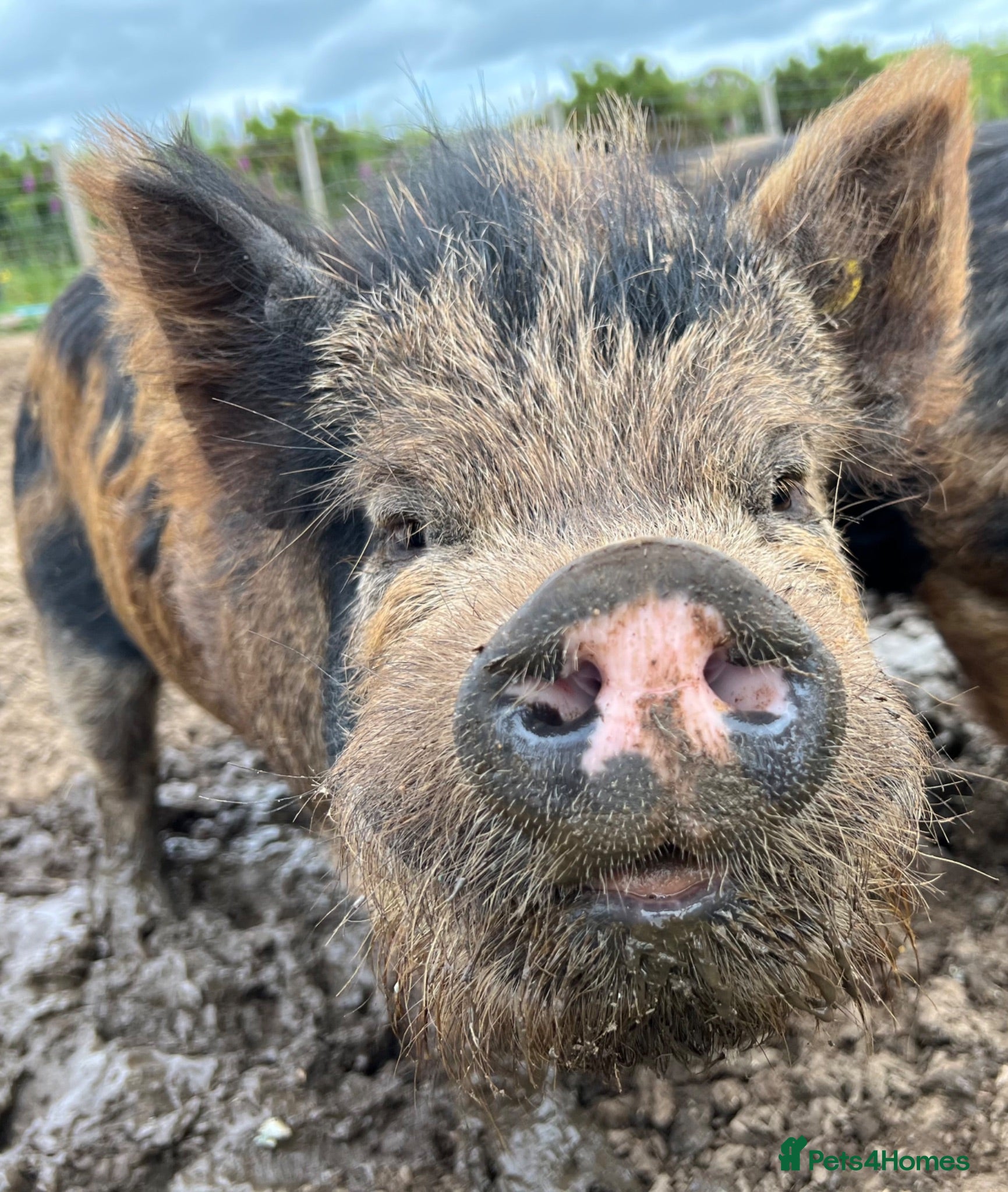 Pig livestock Intact Kune Kune/Juliana boars - Advert 1