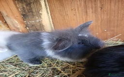 Mini Lion Lop rabbits for sale: One beautiful little buck ready go  - Image 1