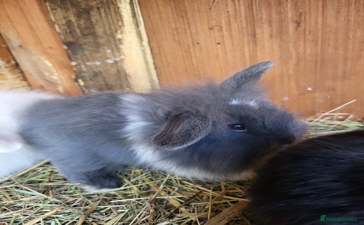 Mini Lion Lop rabbits - Advert 1