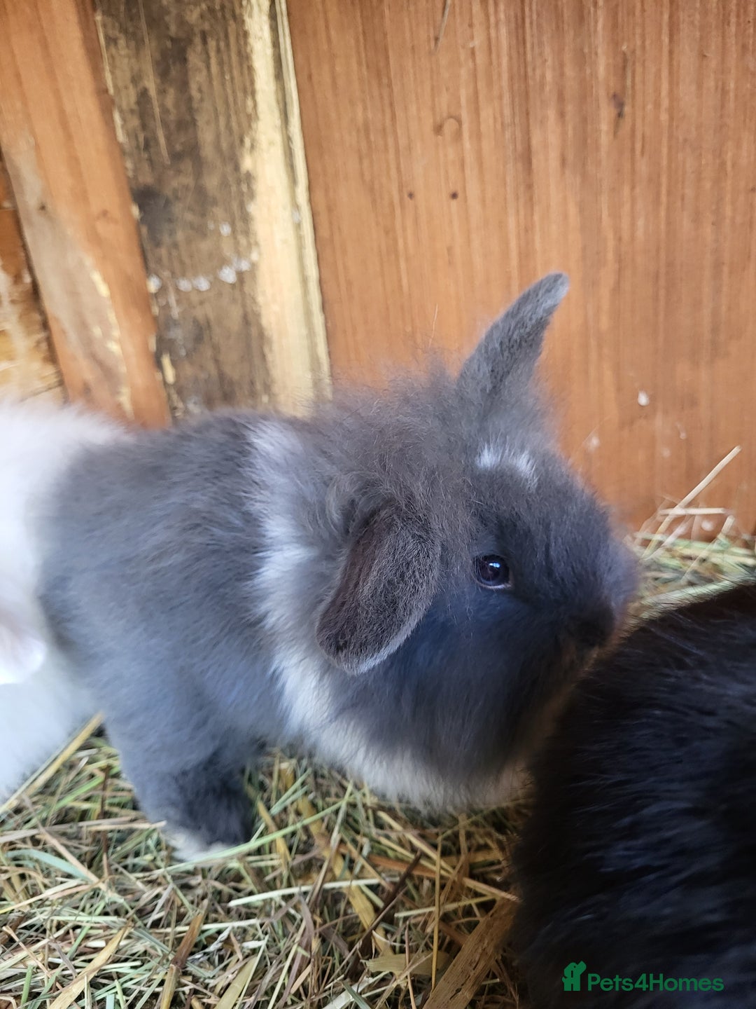 Mini Lion Lop rabbits for sale: One beautiful little buck ready go  - Image 1