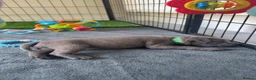 Staffordshire Bull Terrier dogs for sale: Beautiful Staffordshire puppies  in Manchester - Advert 2