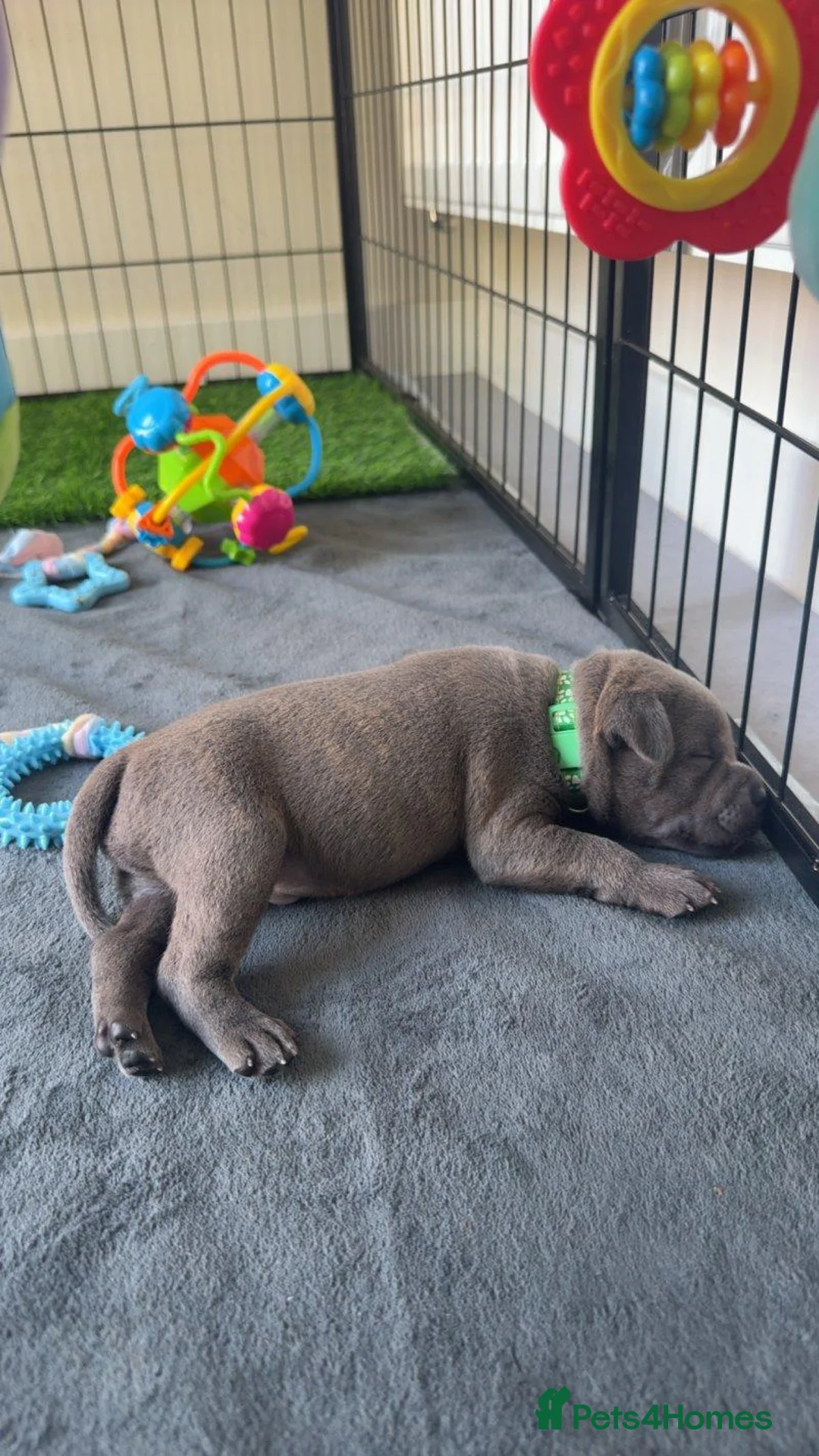 Staffordshire Bull Terrier dogs for sale: Beautiful Staffordshire puppies  in Manchester - Advert 2