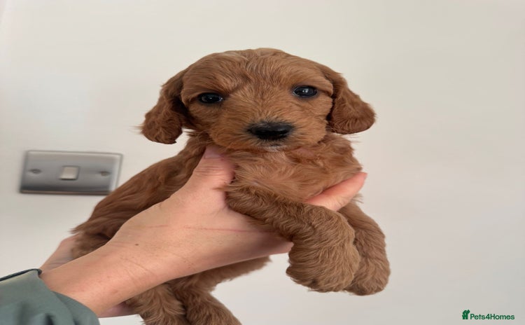 Cockapoo dogs Stunning F1bb cockapoo’s *only 2 girls remaining * - Advert 10