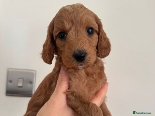 Cockapoo dogs Stunning F1bb cockapoo’s *only 2 girls remaining * - Advert 17