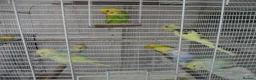 Budgerigars birds for sale: BEAUTIFUL BABY BUDGIES - Advert 3