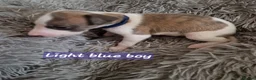 Whippet dogs for sale: Beautiful whippet puppies looking for new home in Swindon - Advert 6