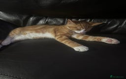British Shorthair cats for sale: Male British Shorthaired Crossbreed For Sale - Image 6