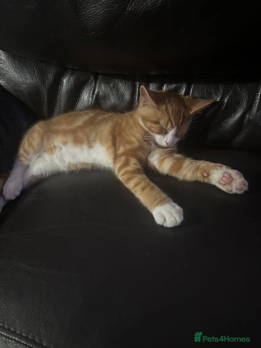 British Shorthair cats for sale: Male British Shorthaired Crossbreed For Sale - Image 6