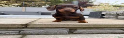 Miniature Dachshund dogs for sale: Gorgeous KC registered Miniature Dachshunds   - Advert 3