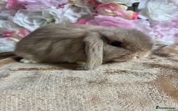 Mini Lop rabbits for sale: 💖💙Friendly & adorable Pure bred mini lop babies  - Image 14