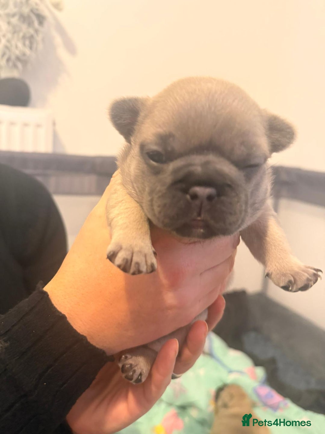 French Bulldog dogs for sale: Beautiful chunky frenchie puppies - Advert 3