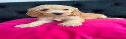 Cockapoo dogs for sale: Cockerpoo Puppies  - Advert 25