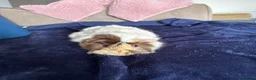Guinea Pig rodents for sale: Male guinea pig blonde white and brown  in Brentwood - Advert 2