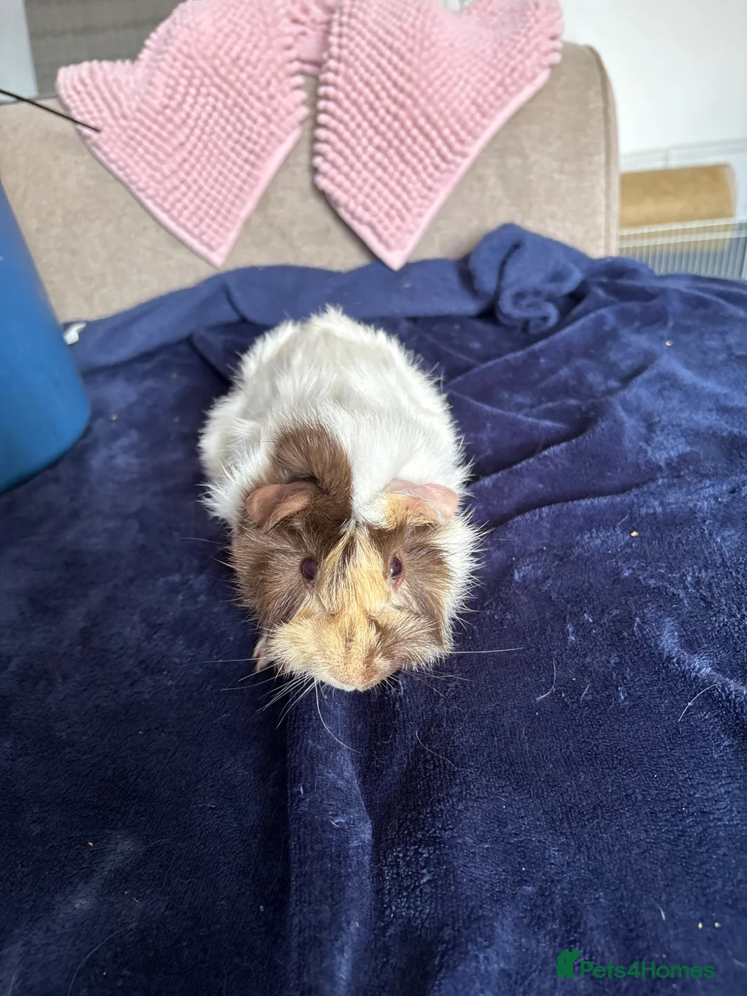 Guinea Pig rodents for sale: Male guinea pig blonde white and brown  in Brentwood - Advert 2