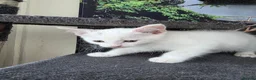 Turkish Angora cats for sale: Cute kittens in Leigh-on-Sea - Advert 9