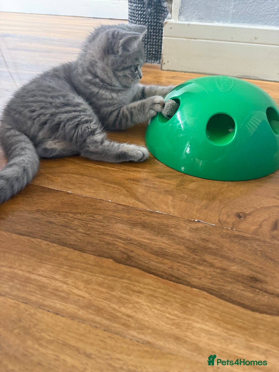 Scottish Fold cats for sale: Scottish fold kitten  - Image 6