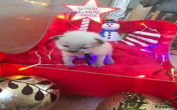 Ragdoll cats for sale: 8 beautiful ragdolls ready for Christmas 🎁 - Advert 13