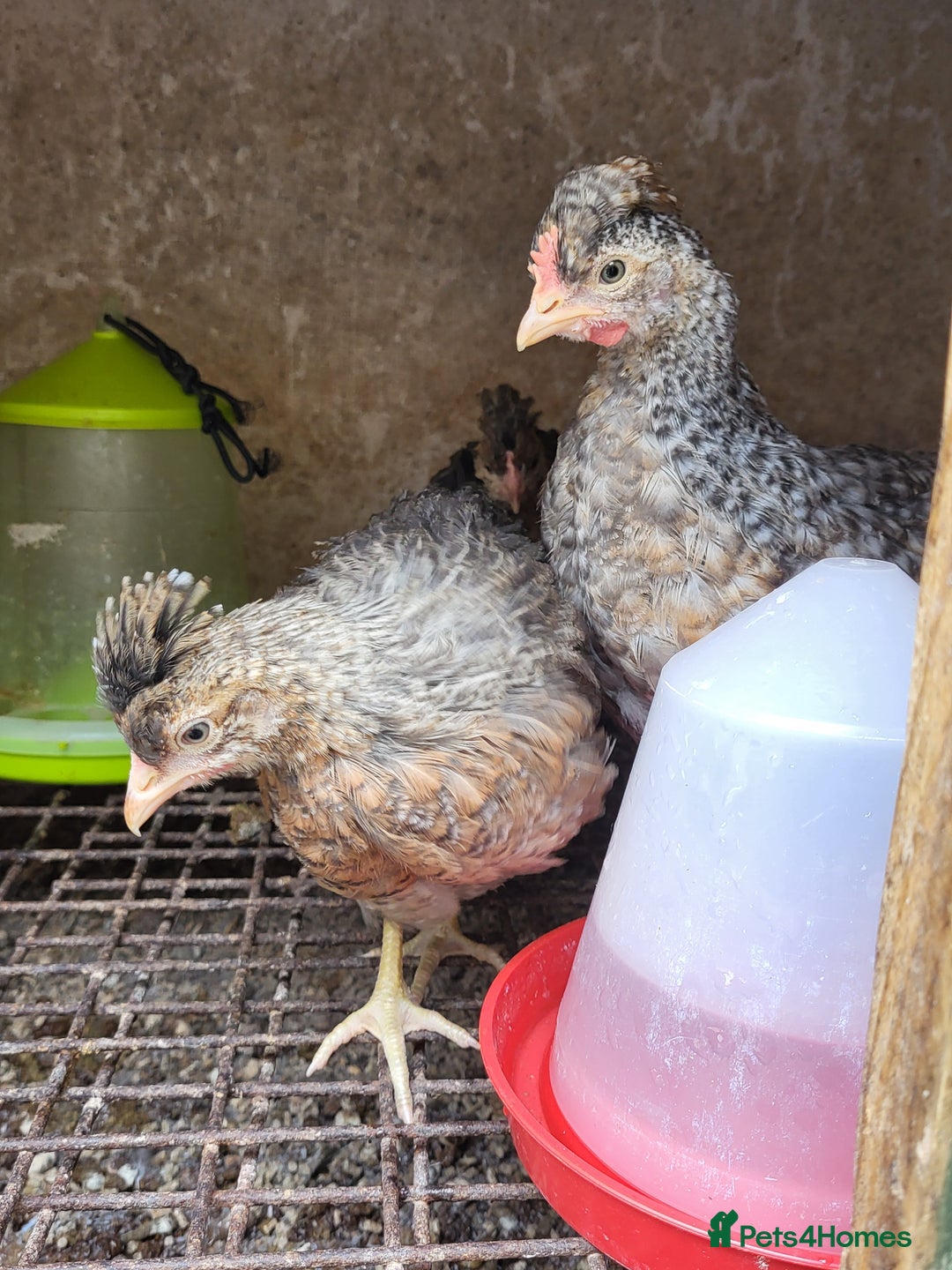 Chickens poultry for sale: Chicken for sale - Image 5