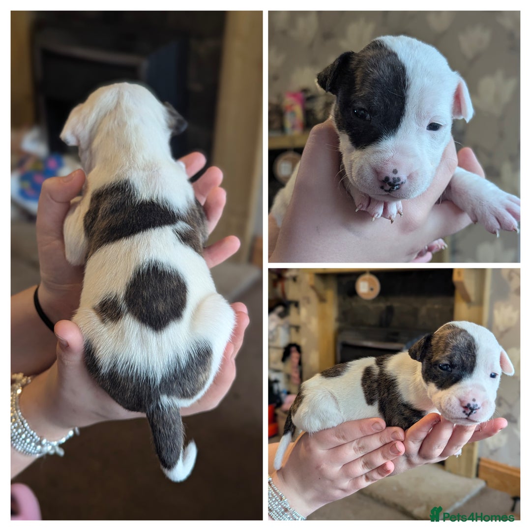 English Bull Terrier dogs for sale: 7 gorgeous EBT x puppies - Advert 4