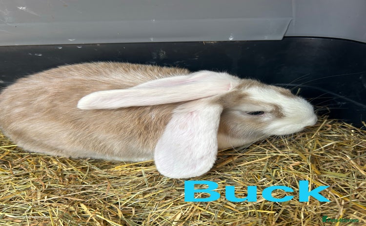 French Lop rabbits in Doncaster - Advert 2