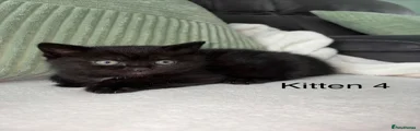 British Shorthair 4