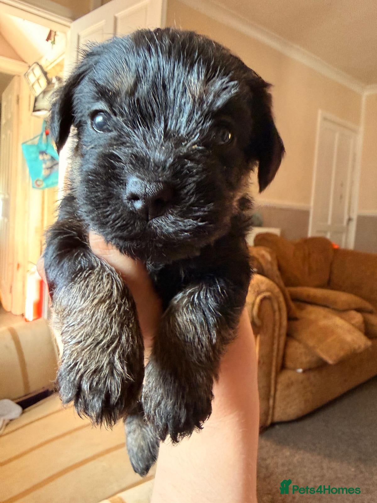 Border Terrier dogs 3 Boys.Border terrier puppies SLEMCLR parents  - Advert 6