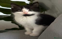 Mixed Breed cats for sale: Male and female kitten to go together as a pair  - Image 3